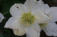 Helleborus-niger-16-02-2020-3407