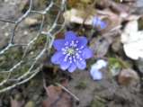 Hepatica-triloba-27-03-2009-4967