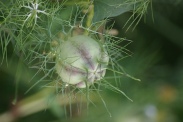 Nigella-damascena-04-08-2010-3786