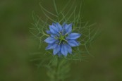 Nigella-damascena-056