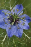 Nigella-damascena-06-06-2009-3714