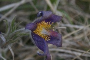 Pulsatilla-vulgaris-18-04-2011-7127