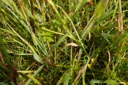 Ranunculus-acris-07-07-2009-8813