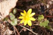 Ranunculus-ficaria-04-04-2009-744
