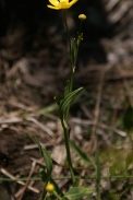 Ranunculus-flammula-02-06-2011-9370