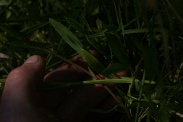 Ranunculus-flammula-02-06-2011-9379