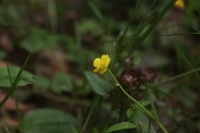 Ranunculus-flammula-11-07-2011-1533