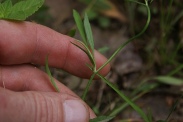 Ranunculus-flammula-11-07-2011-1539