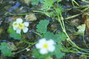 Ranunculus-peltatus-08-07-2010-2341