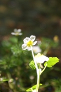 Ranunculus-peltatus-08-07-2010-2347