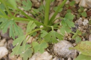 Ranunculus-sceleratus-27-07-2010-3147