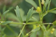 Ranunculus-sceleratus-27-07-2010-3150