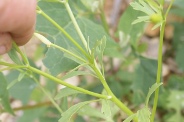 Ranunculus-sceleratus-27-07-2010-3154