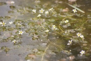 Ranunculus-trichophyllus-05-05-2010-7771