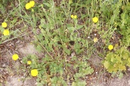 Ranunculus-tuberosus-03-05-2009-1737