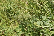 Thalictrum-flavum-15-07-2011-2461