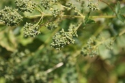 Thalictrum-flavum-15-07-2011-2462