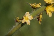 Agrimonia-eupatoria-01-06-2011-8893