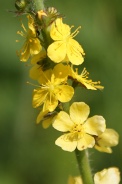 Agrimonia-eupatoria-20-06-2009-5374