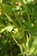 Alchemilla-xanthochlora-05-07-2009-8653