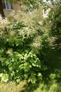 Aruncus-dioicus-07-06-2009-4229