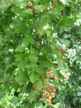 Crataegus-oxyacantha-10-07-2008