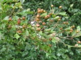 Crataegus-oxyacantha1-10-07-2008