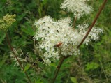 Filipendula-ulmaria-3-8