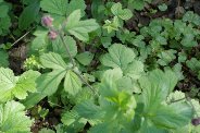 Geum-rivale-24-04-2009-1386