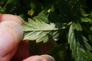 Potentilla-erecta-07-07-2009-8465