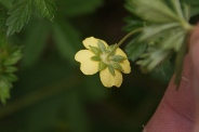 Potentilla-tormentilla-02-06-2012-6825