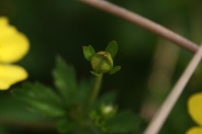 Potentilla-tormentilla-02-06-2012-6832