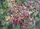 Potentilla-fruticosa-fruits-03-09-2008-4151