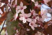 Prunus-cerasifera-10-04-2009-1007