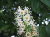 Prunus-laurocerasus-06-05-2009-5453