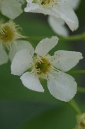 Prunus-padus-18-04-2012-6060