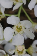 Prunus-padus-18-04-2012-6065