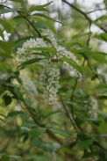 Prunus-padus-18-04-2012-6072