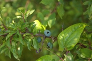 Prunus-spinosa-02-07-2009-7959