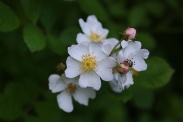 Rosa-stylosa-30-05-2009-3305