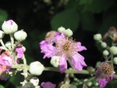 Rubus-fruticosus-10-07-2008-244