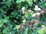 Rubus-fruticosus-15-08-2008-088