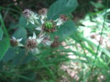 Rubus-fruticosus3