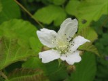 Rubus-fruticosus4
