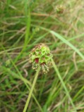 Sanguisorba-minor5-5-09-07-2008