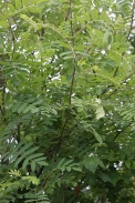 Sorbus-aucuparia-11-05-2009-2198