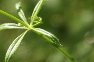 Galium-aparine-05-07-2009-8120