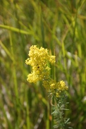 Galium-lucidum-01-06-2011-9060