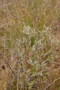 Salix-cinerea-05-10-2011-5472