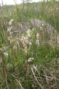 Salix-repens-02-06-2012-6665